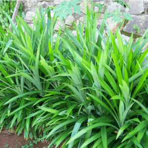Cây lá dứa