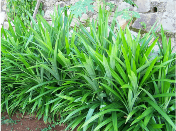 Cây lá dứa