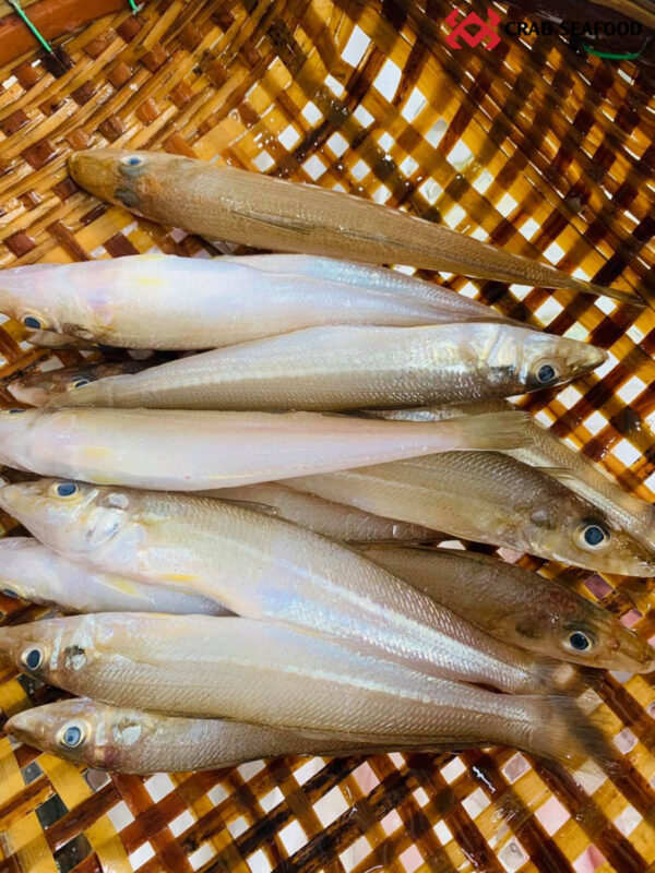 Cá đục