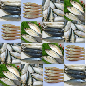 Cá biển
